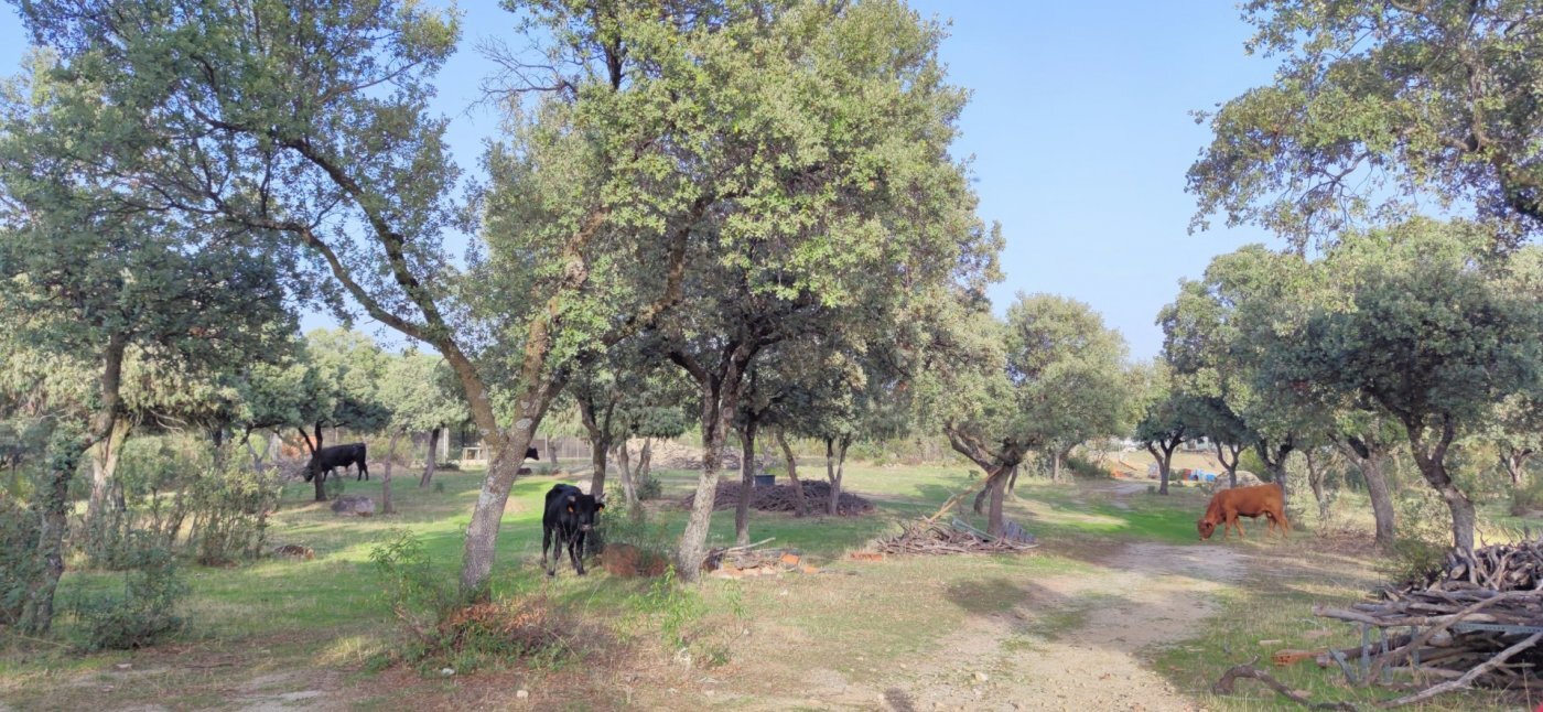 PRECIOSA FINCA RÚSTICA CERCANA AL CASCO DE GALAPAGAR